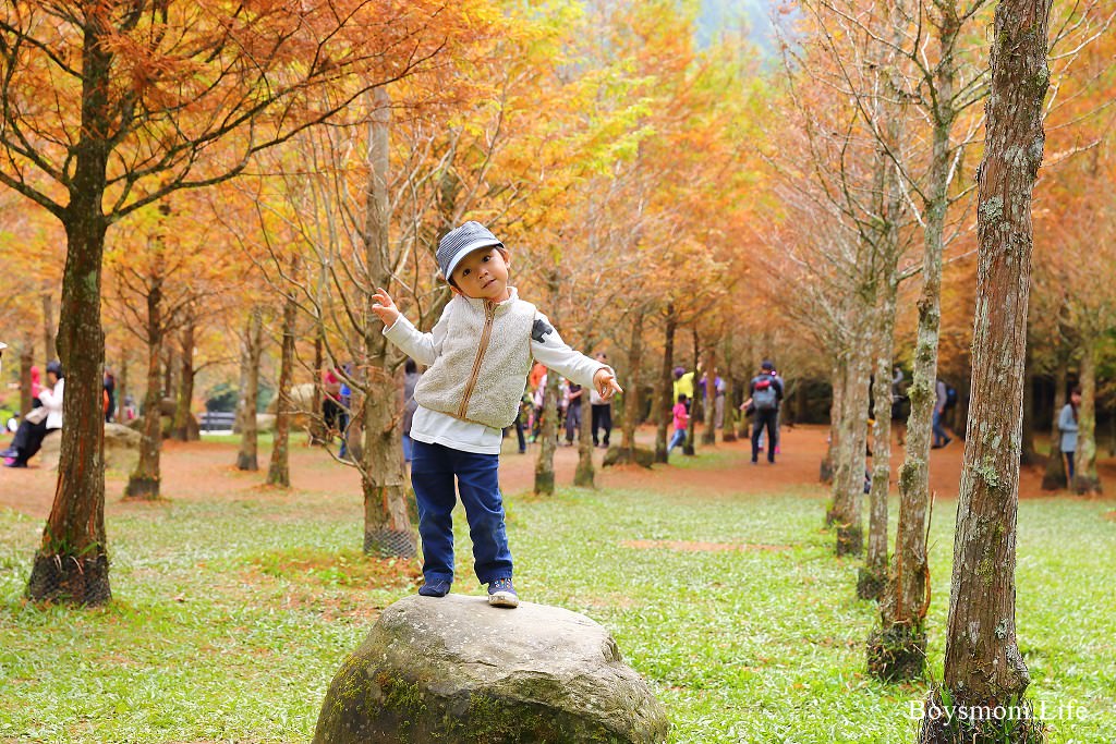 南投景點｜2020杉林溪楓紅、金黃水杉季，遇見中台灣最早的秋色