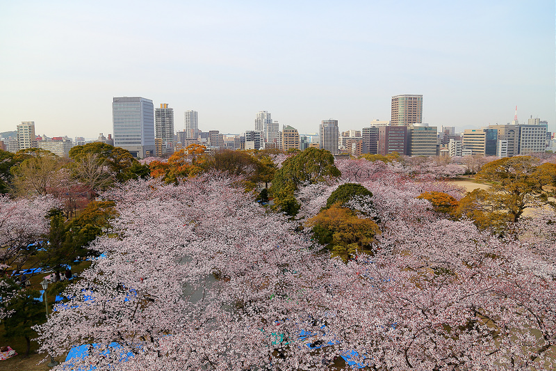 【北九州三代遊】櫻花季必訪！在市中心區就能賞到古蹟+花海的「舞鶴公園」