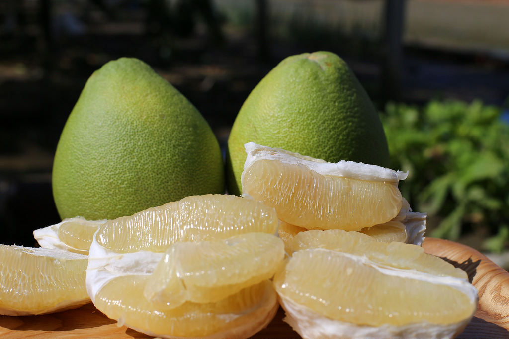【開團】全省伯的老欉麻豆大白柚快速團。產地直送，種給兒孫吃的安心蔬果